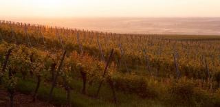 Beaujolais nouveau : date, origine, fabrication