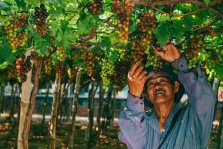 Date des vendanges : comment elle se décide