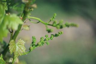 Débourrement et floraison de la vigne