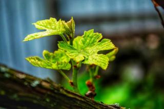 Ébourgeonnage : quelles pousses retirer au printemps