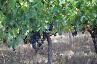 Effeuillage vigne : quand et de quel côté du rang