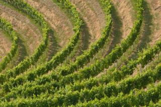 Le terroir du vin : sol, climat et savoir-faire