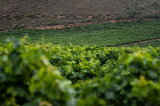 Maladies de la vigne : mildiou, oïdium, botrytis