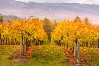 Dictons et proverbes de la vigne, mois par mois