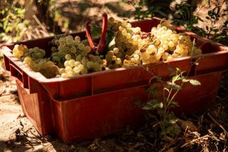 Millésime d’un vin : définition et étiquette