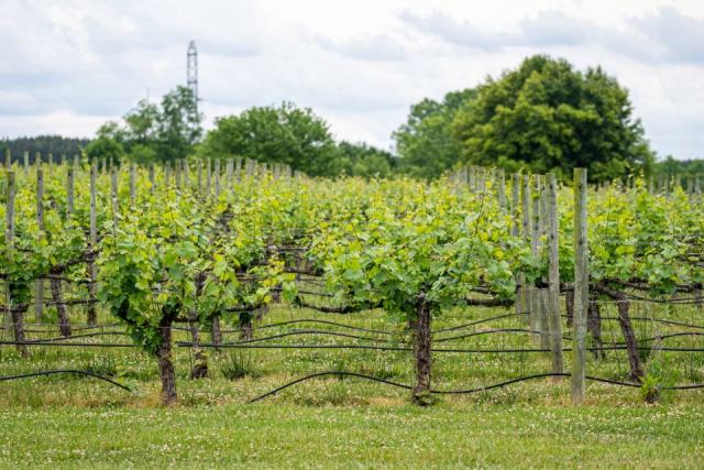 Palisser la vigne de mai à juillet : relever, attacher, rogner Palisser la vigne de mai à juillet : relever, attacher, rogner
