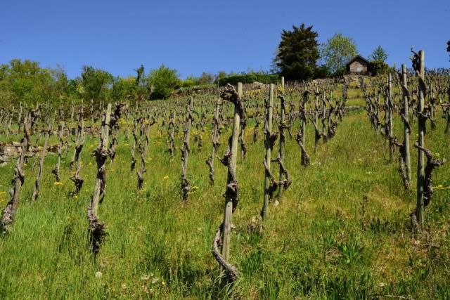 Le phylloxéra, du puceron venu d’Amérique à la vigne greffée Le phylloxéra, du puceron venu d’Amérique à la vigne greffée