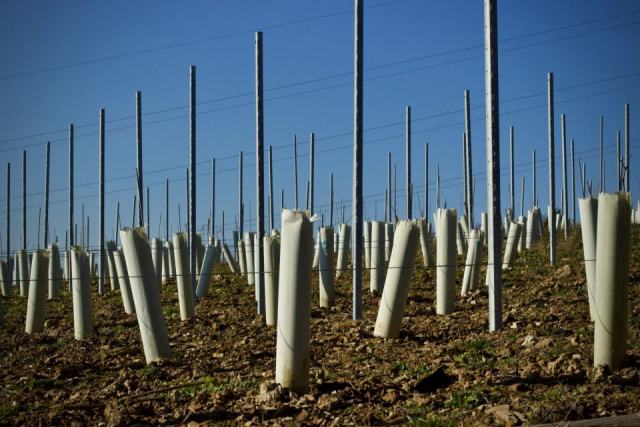 De la parcelle nue à la première récolte : réussir sa plantation de vigne De la parcelle nue à la première récolte : réussir sa plantation de vigne