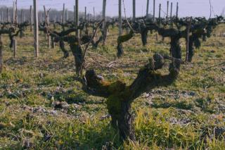 Porte greffe vigne : choisir selon le sol et greffer