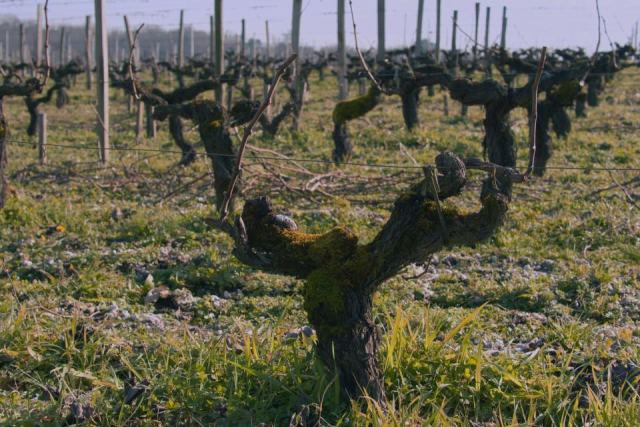Le porte-greffe, la racine américaine de la vigne française Le porte-greffe, la racine américaine de la vigne française