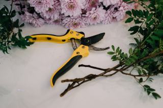 Quel sécateur de vigne choisir pour la taille d'hiver ?