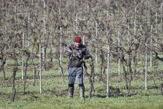 Taille de la vigne : quand et comment tailler