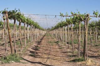 Travail du sol et enherbement de la vigne