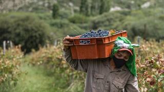 Travailler aux vendanges : le contrat vendanges