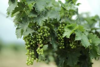 Vendange en vert : pourquoi retirer des grappes