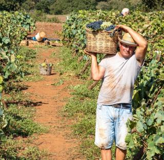 Vendanges manuelles ou mécaniques ?