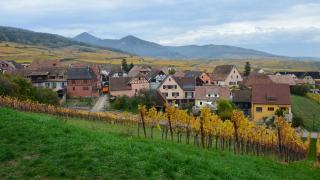 Les vins d’Alsace les plus connus