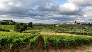 Les vins du Sud de la France : panorama